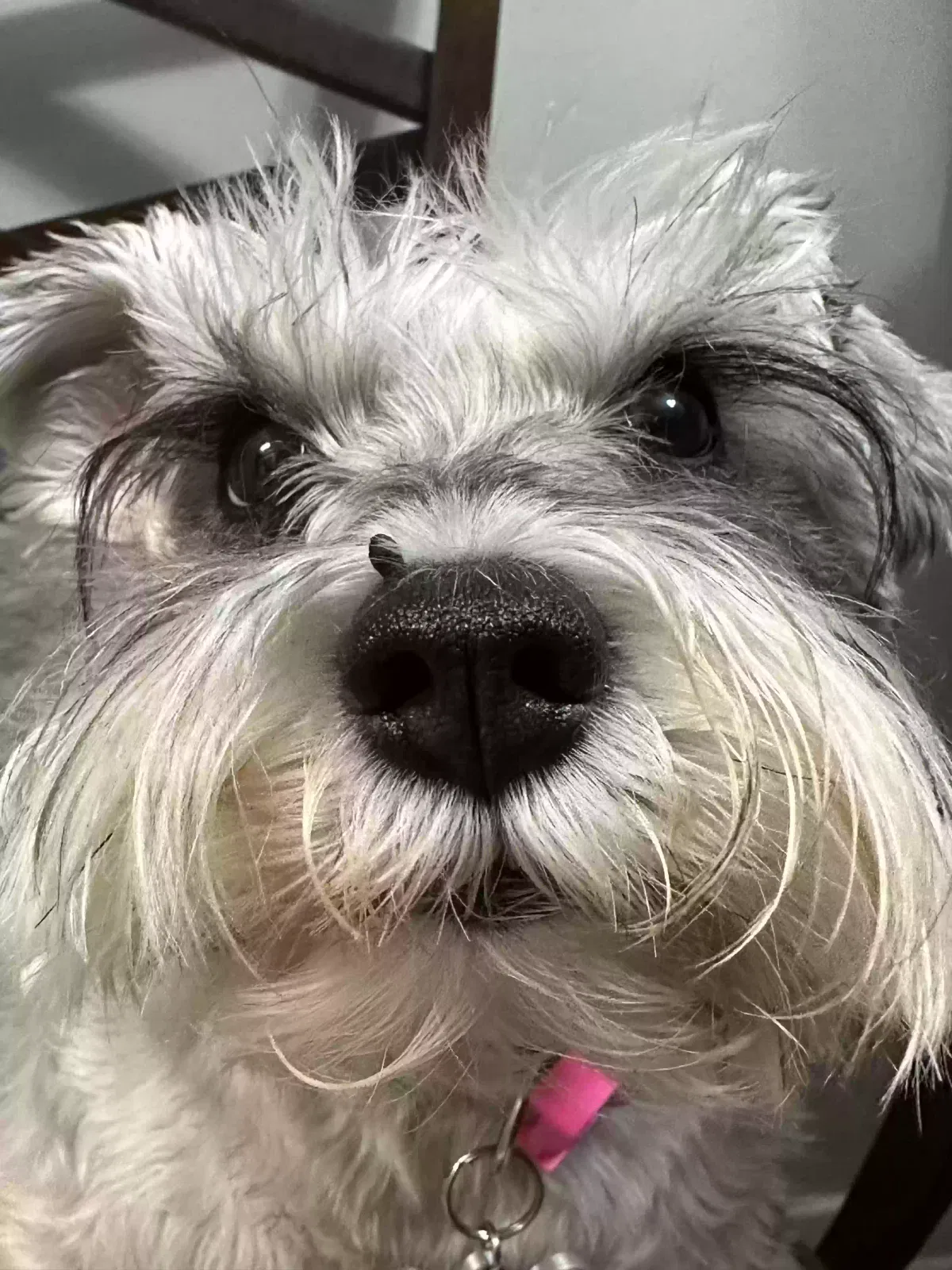 Lost dog in Memphis, TN, 38115