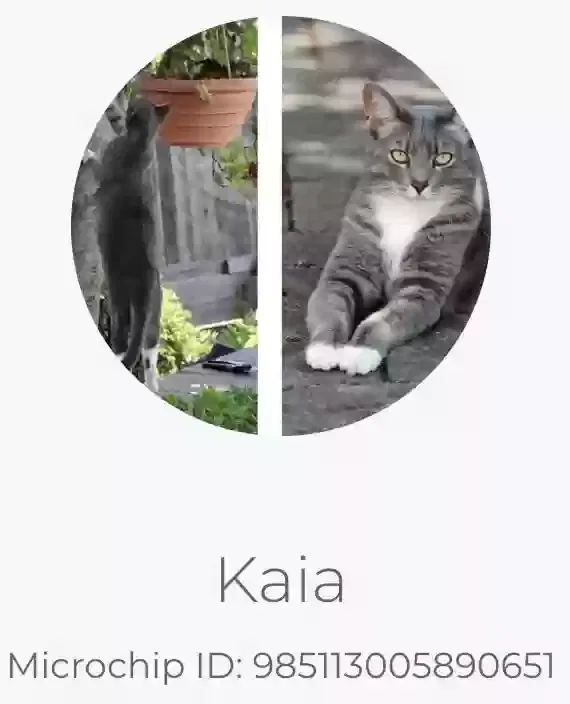 Lost cat in Los Alamos, CA, 93440
