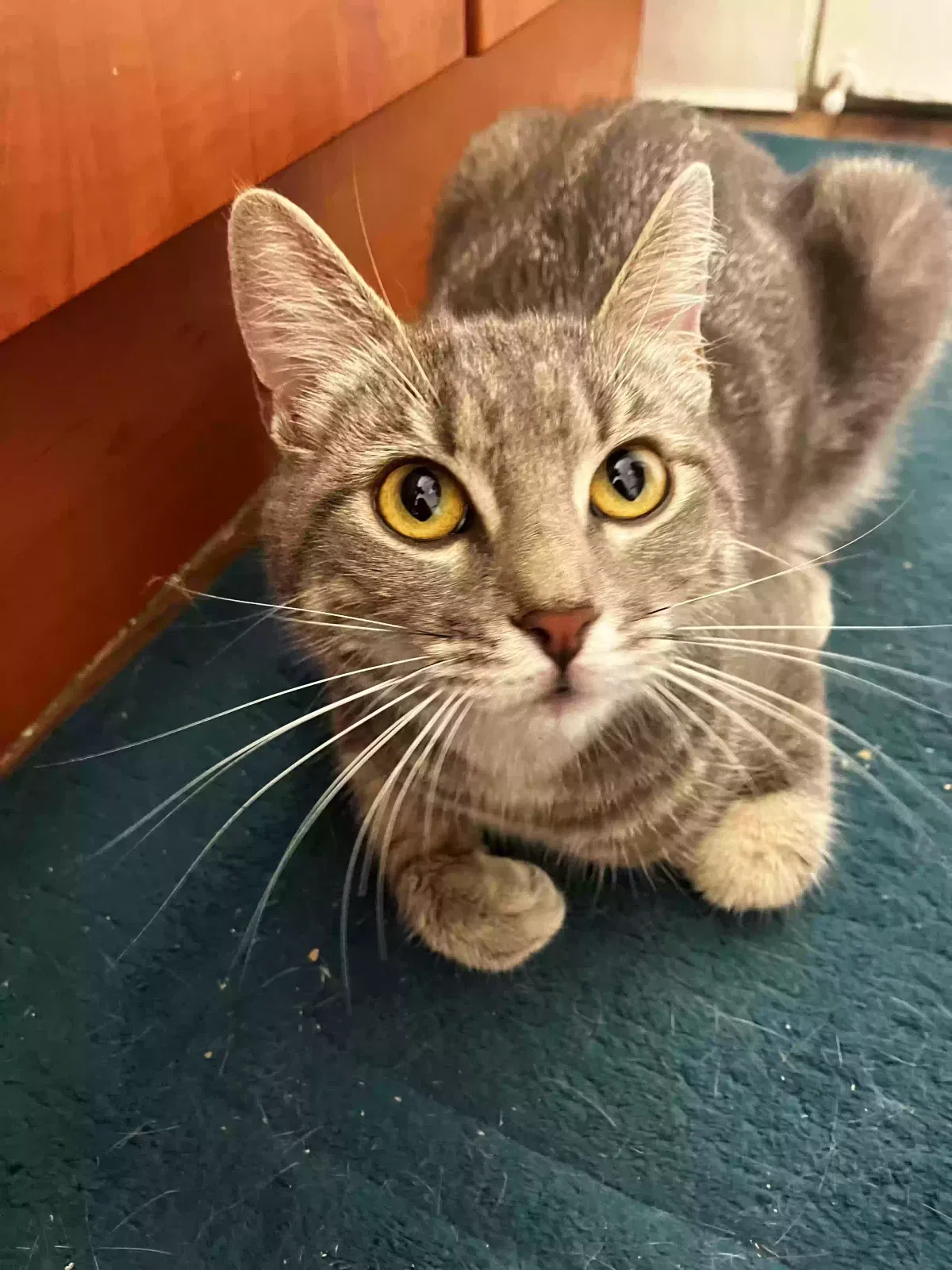 Found cat in Newport Beach, CA, 92663