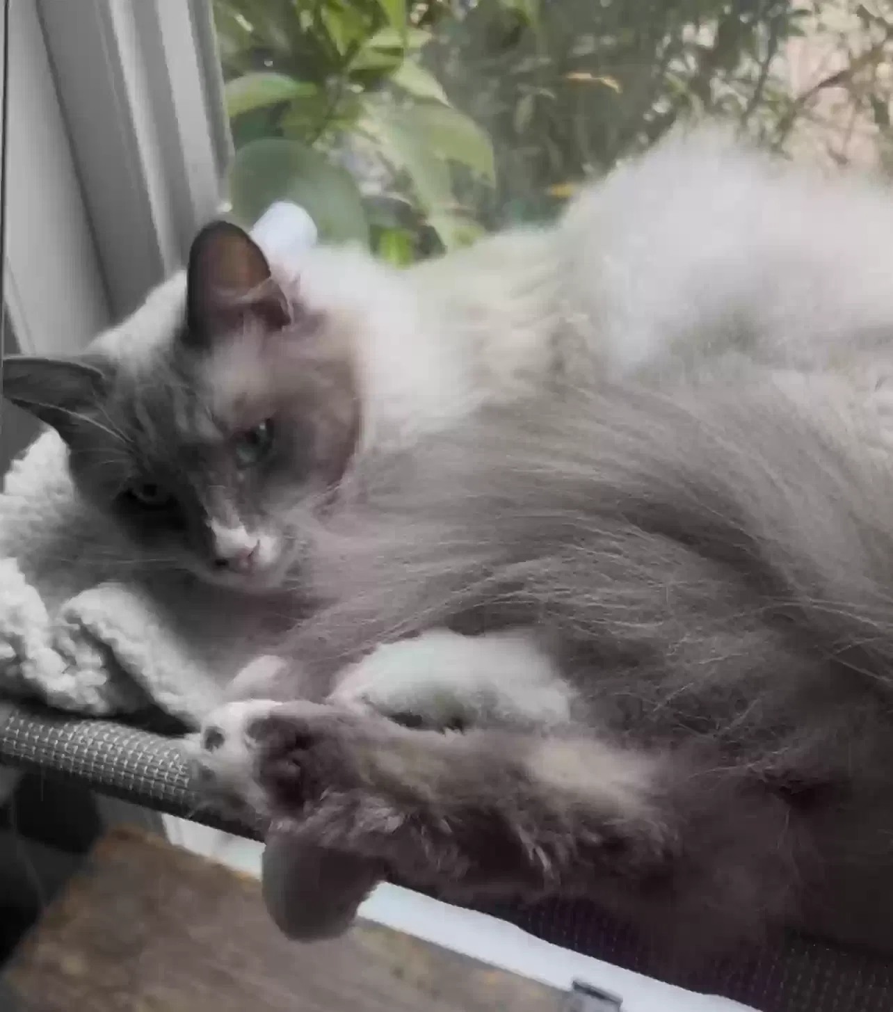 Lost cat in Fair Oaks, CA, 95628
