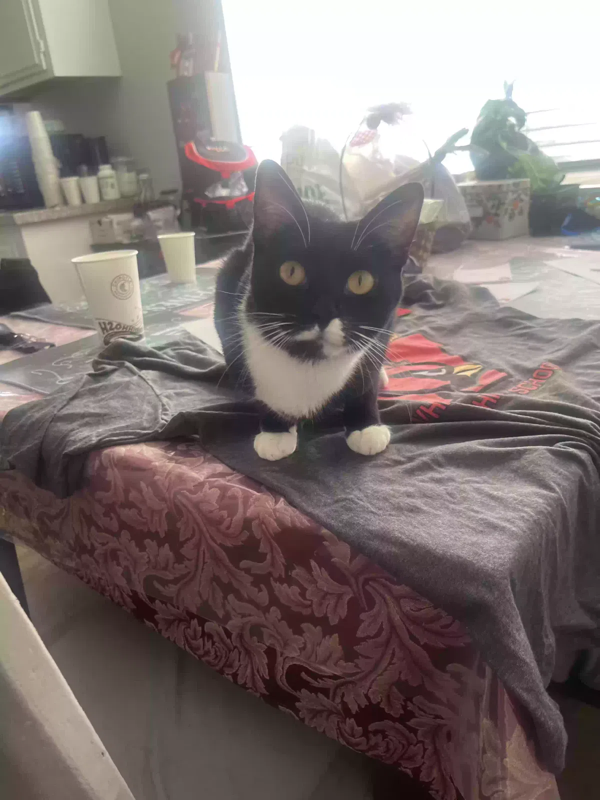 Lost cat in Whittier, CA, 90602