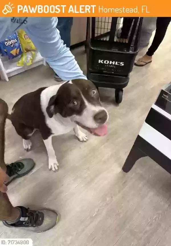 Found dog in Homestead, FL, 33033
