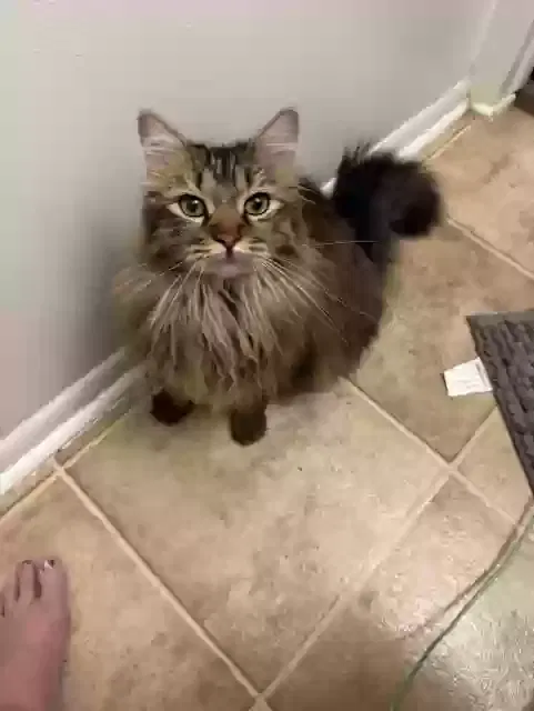Lost cat in Salt Lake City, UT, 84123