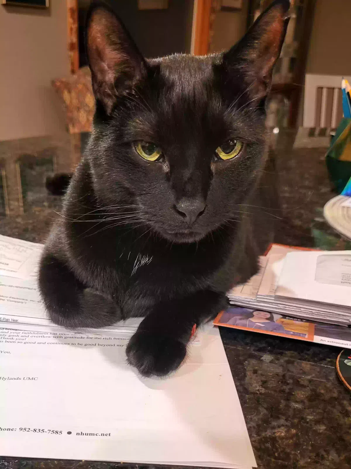 Lost cat in Minneapolis, MN, 55437