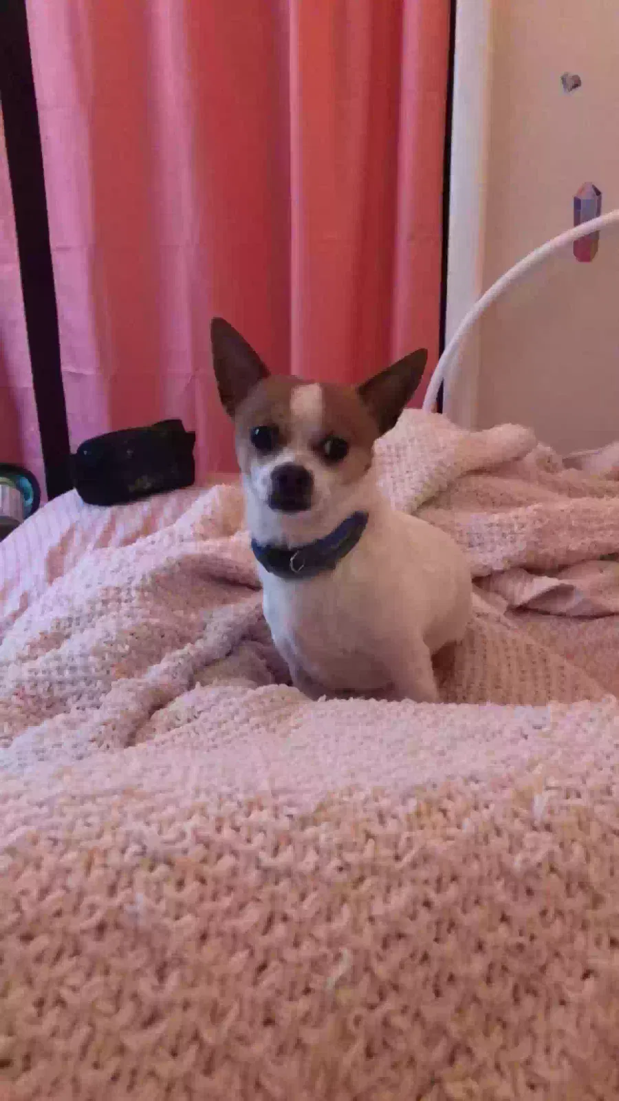 Lost dog in Baltimore, MD, 21214