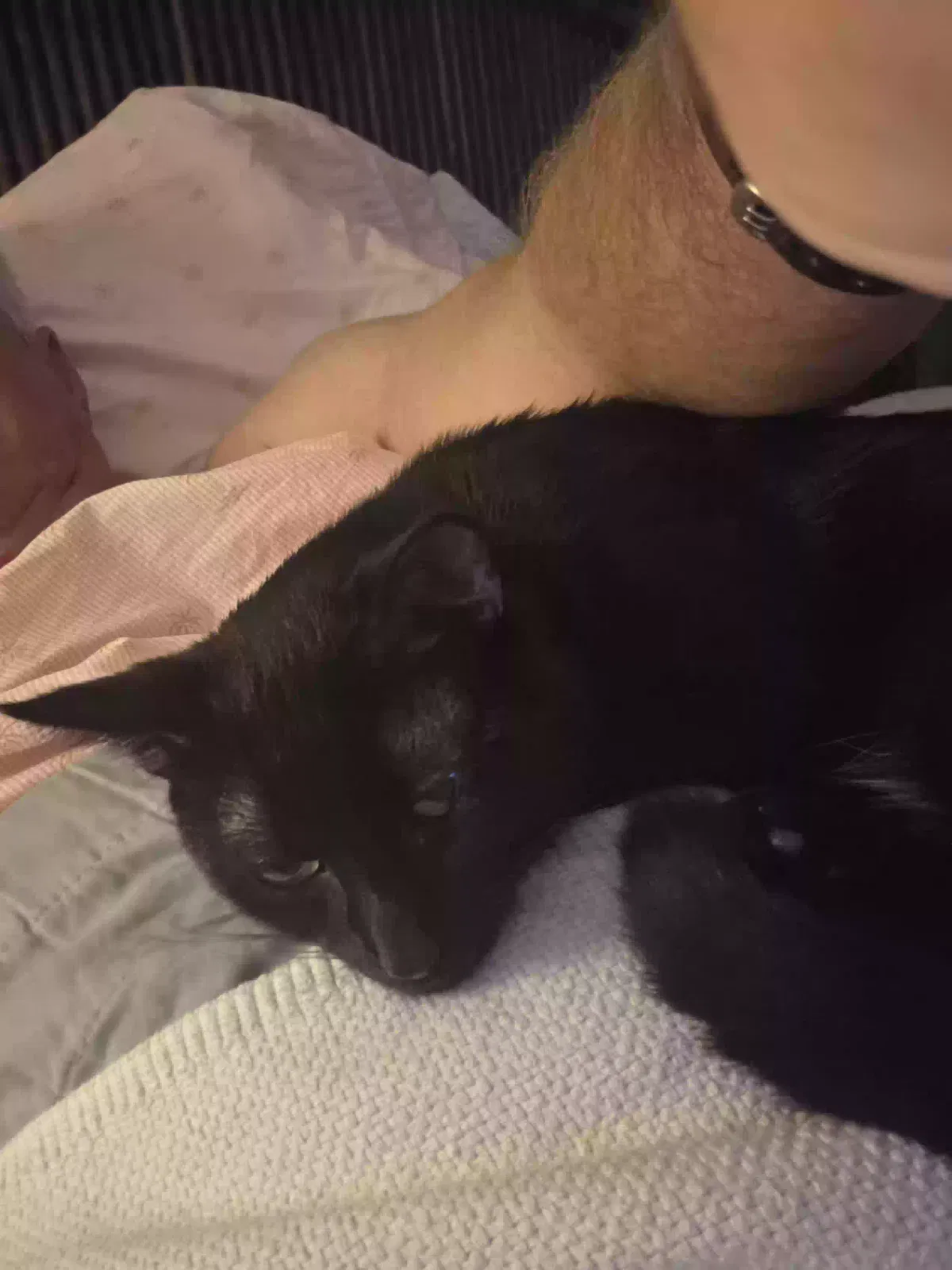 Lost cat in Charleston, SC, 29412