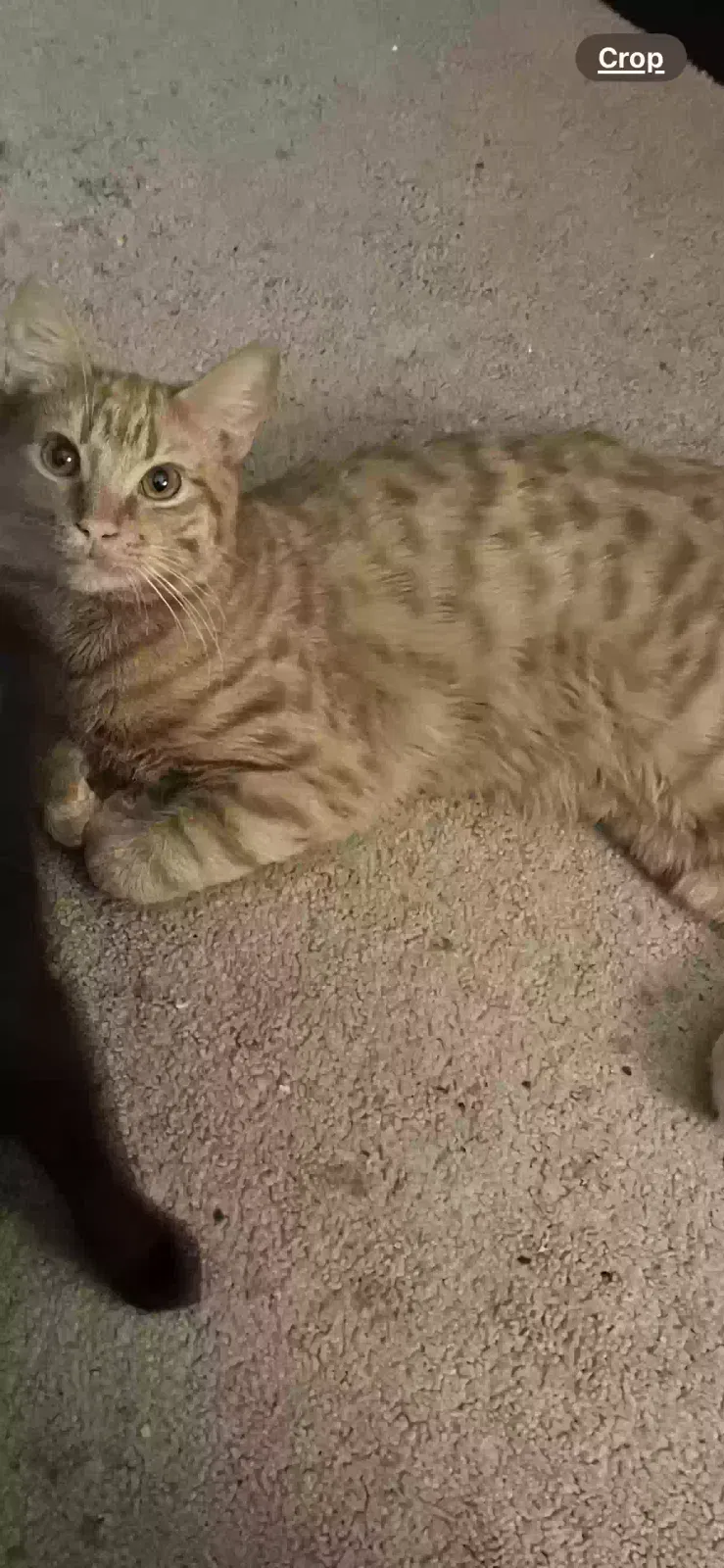 Lost cat in Lewisville, NC, 27023