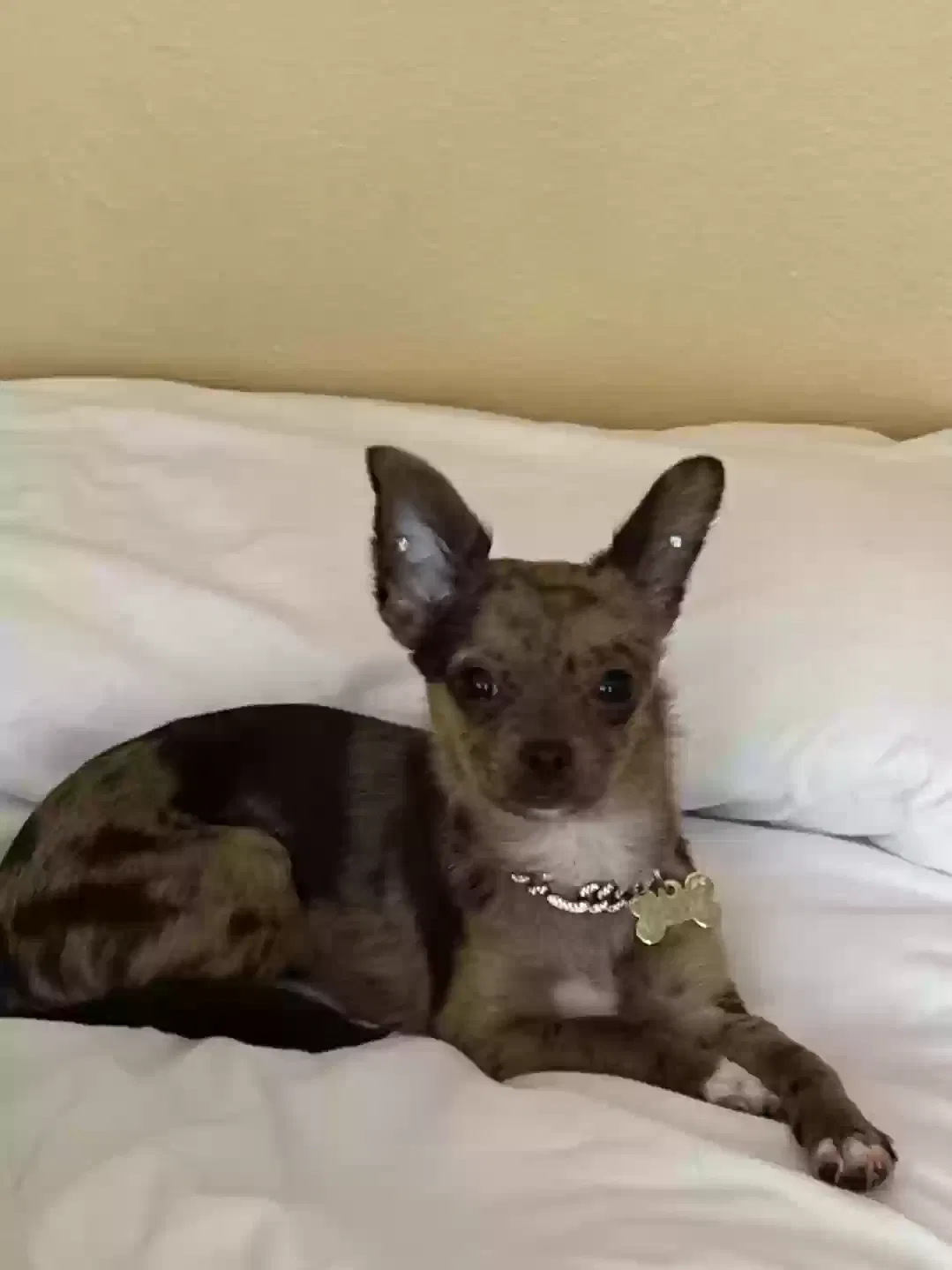 Lost dog in Salem, OR, 97301