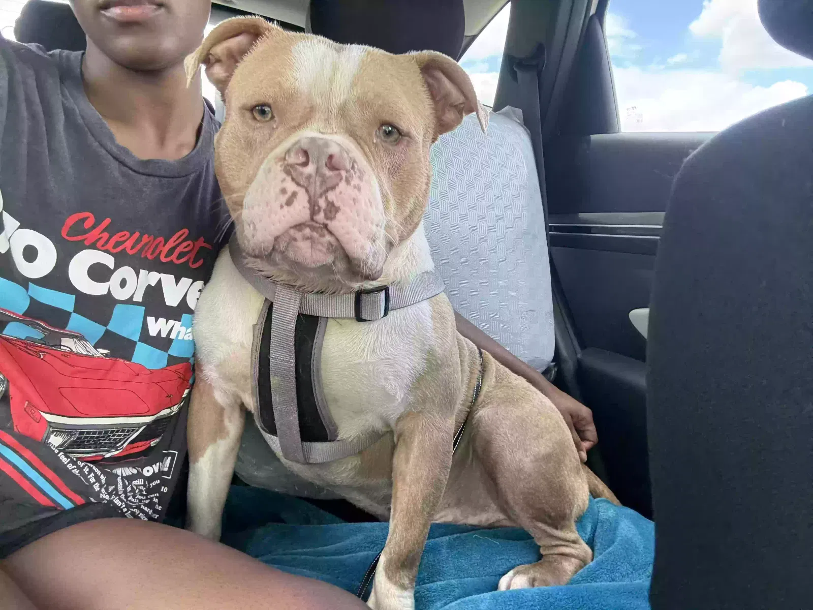 Lost dog in Charlotte, NC, 28213
