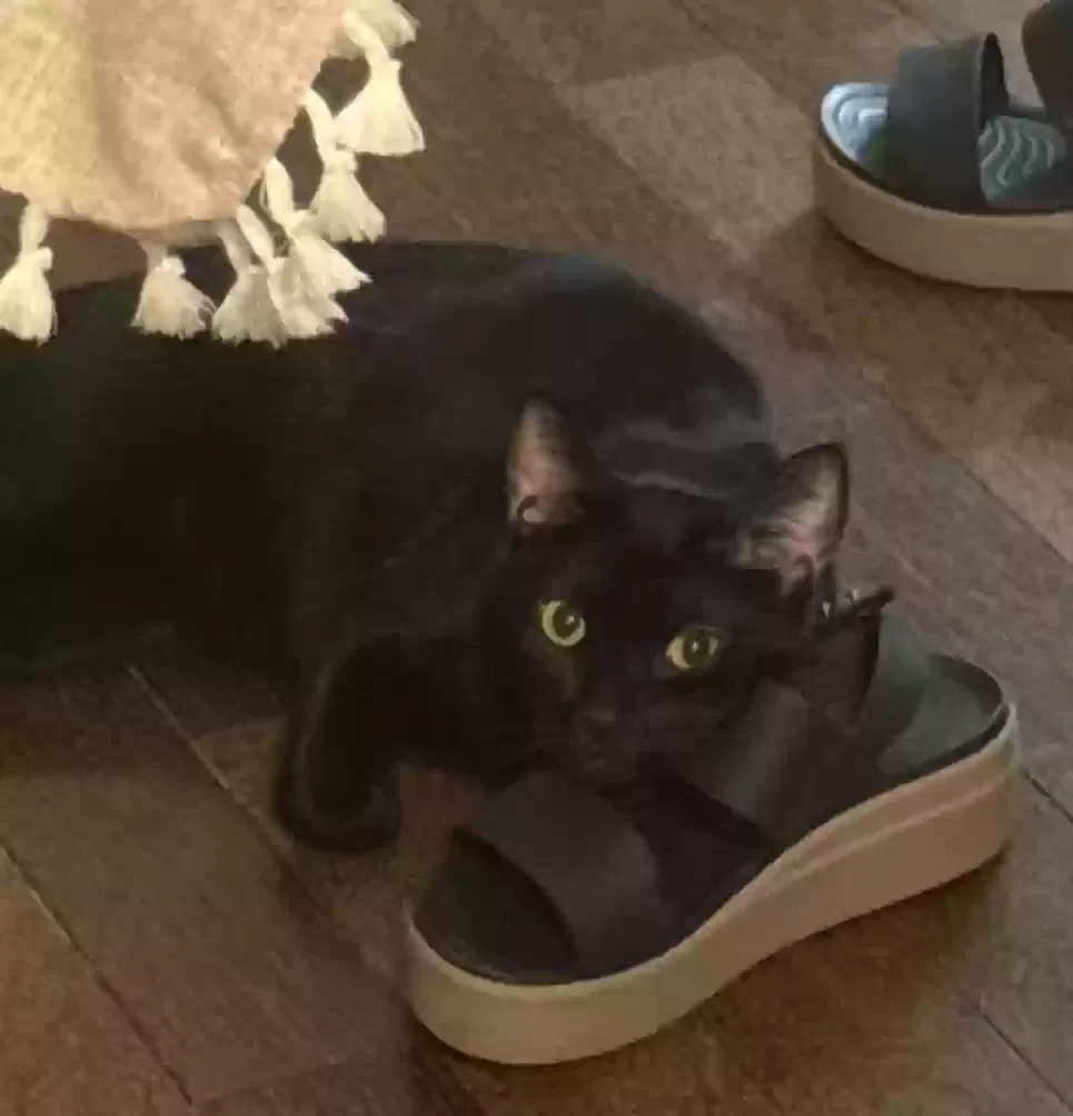 Lost cat in Gainesville, GA, 30507
