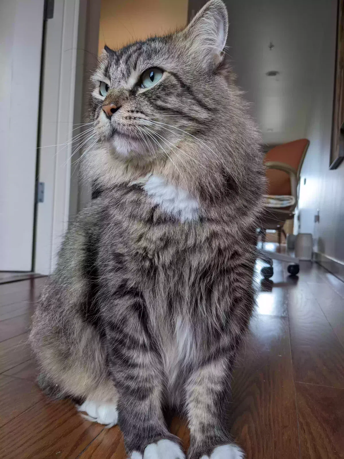 Lost cat in Portland, OR, 97236