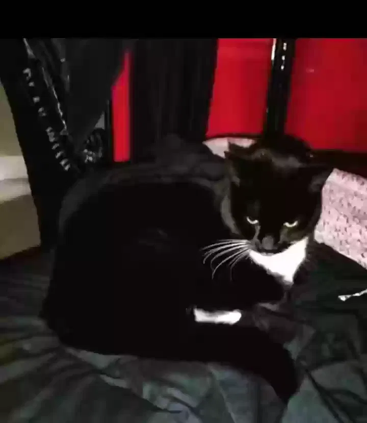 Lost cat in East Greenwich, RI, 2818