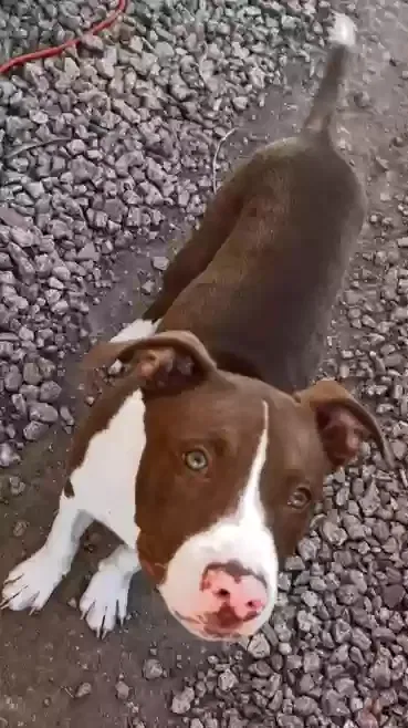 Lost dog in Phoenix, AZ, 85033