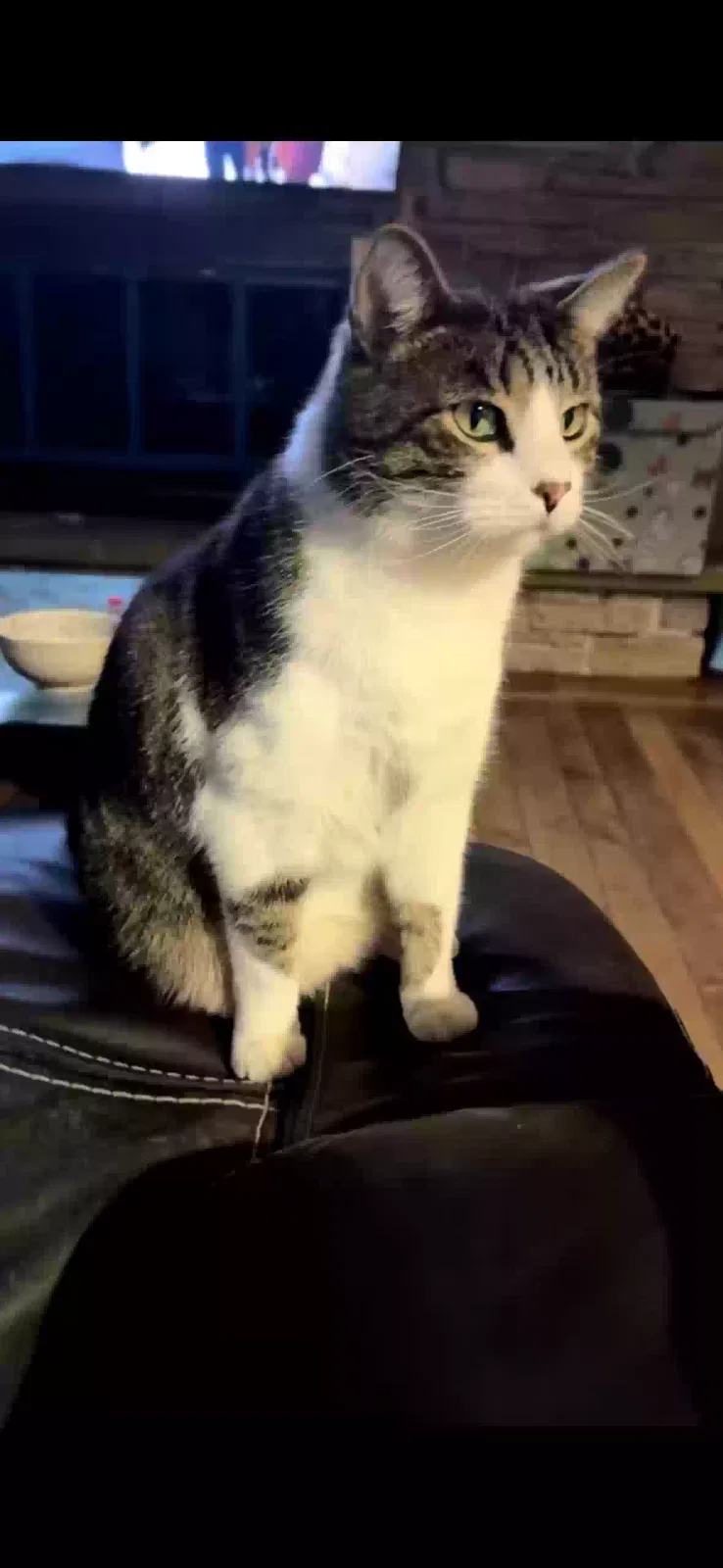 Lost cat in Mchenry, IL, 60051