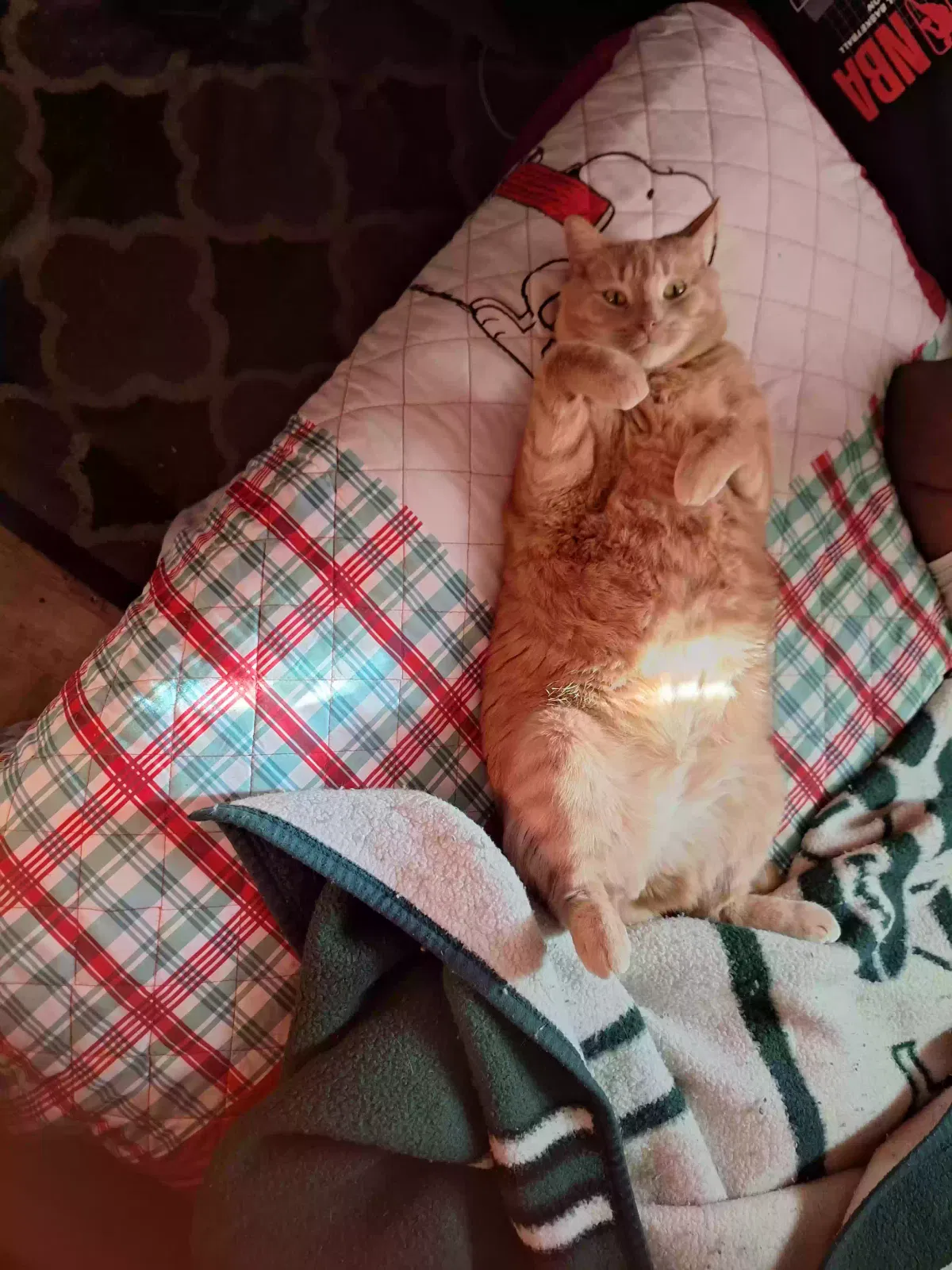 Lost cat in Saint Albans, NY, 11412
