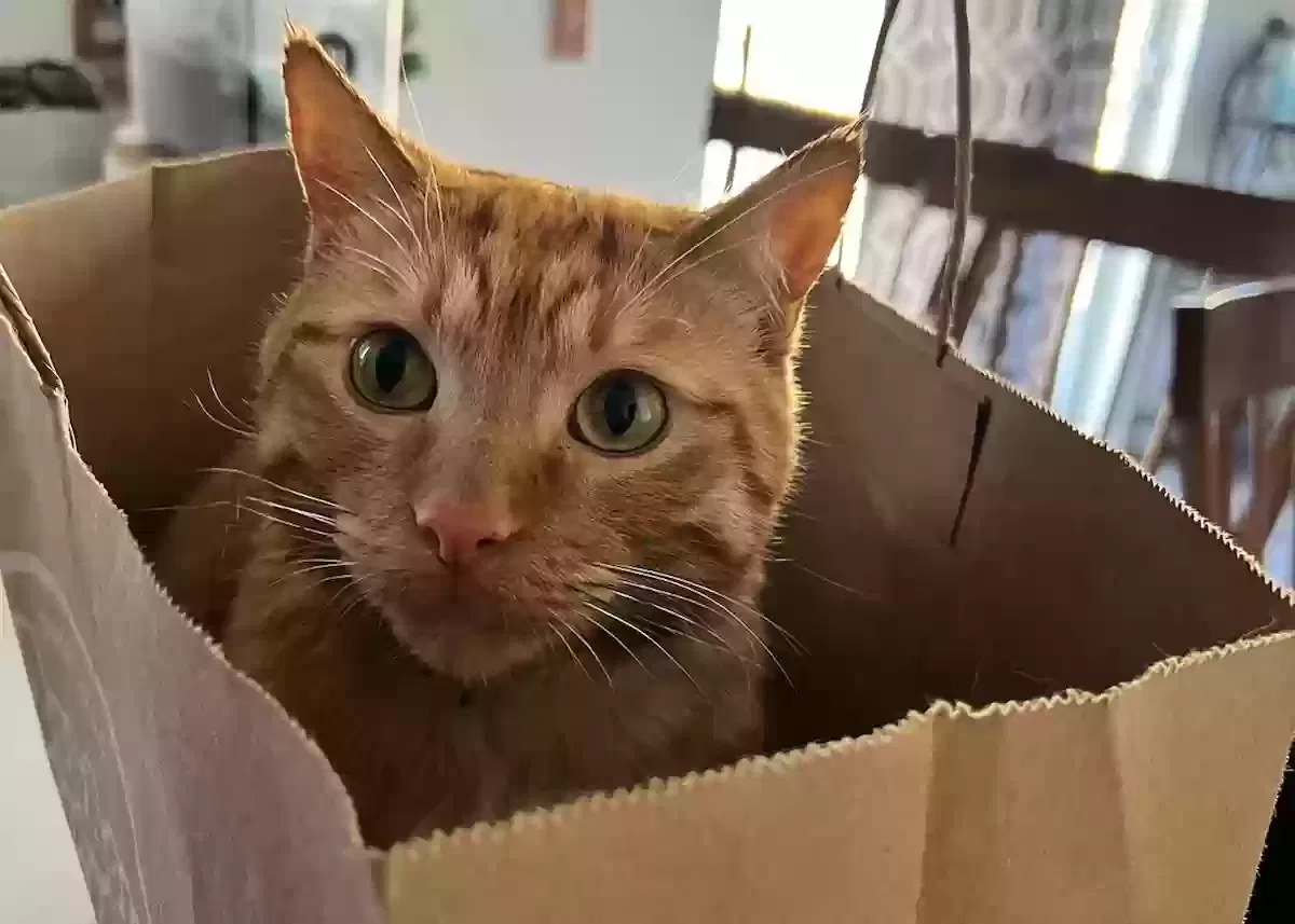 Lost cat in Parker, CO, 80134