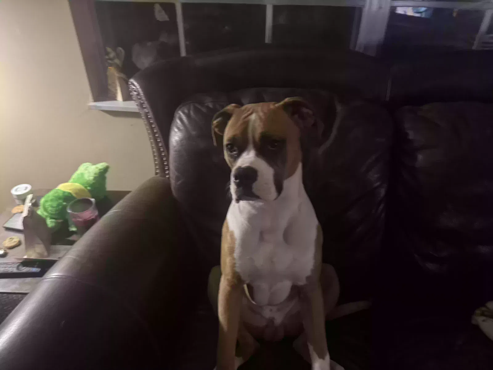 Lost dog in Madison, IN, 47250
