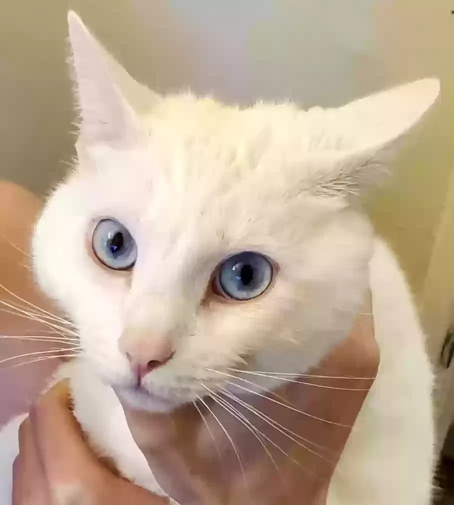Lost cat in San Diego, CA, 92117