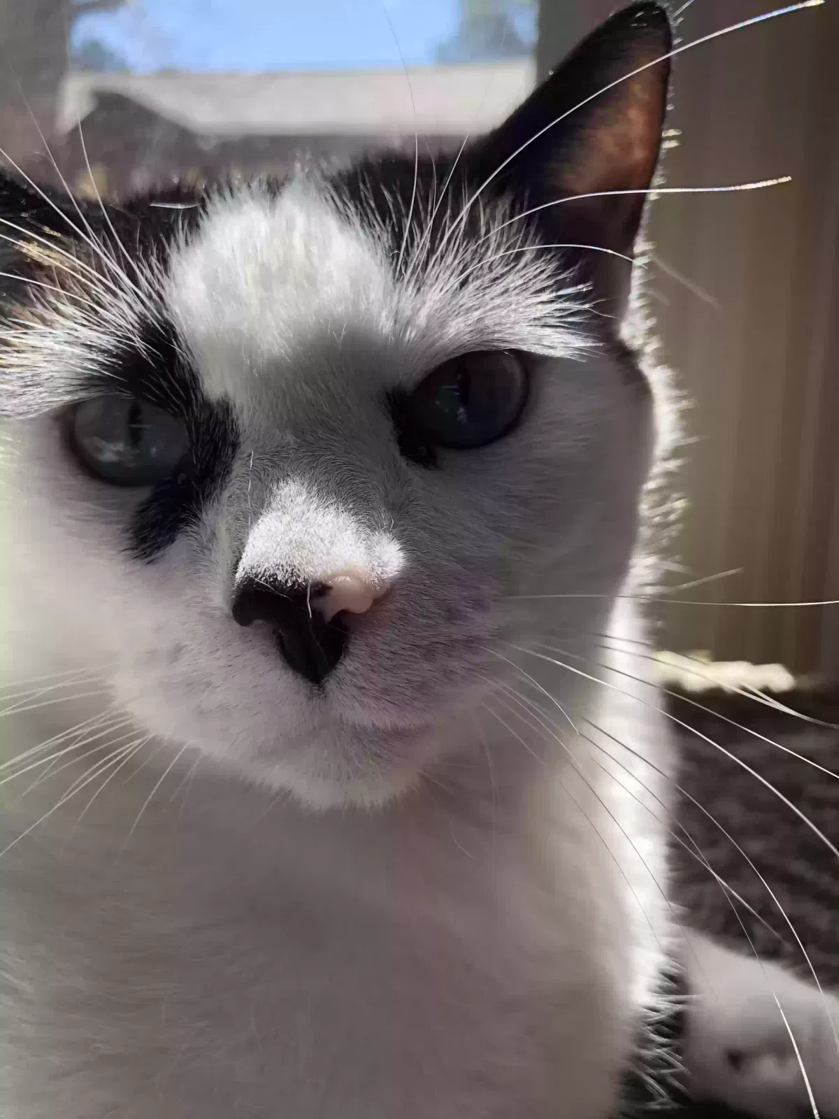 Lost cat in Colorado Springs, CO, 80906