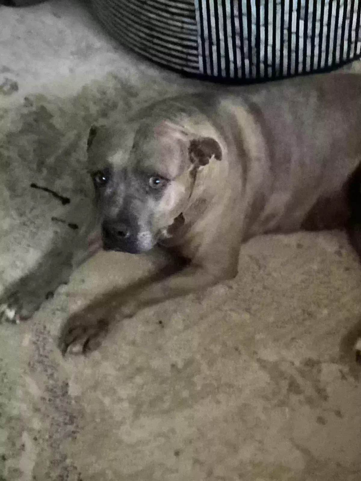 Found dog in Windsor, CA, 95492