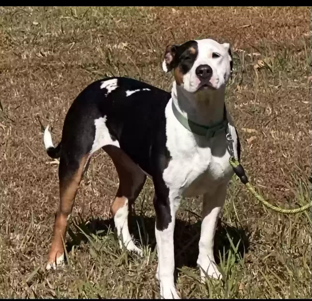 Lost dog in Poplar Bluff, MO, 63901