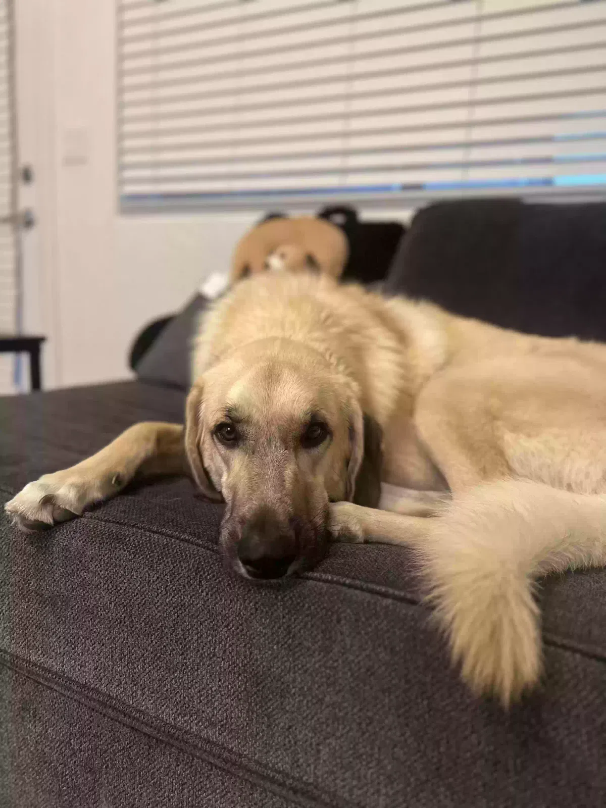 Lost dog in Fresno, CA, 93727