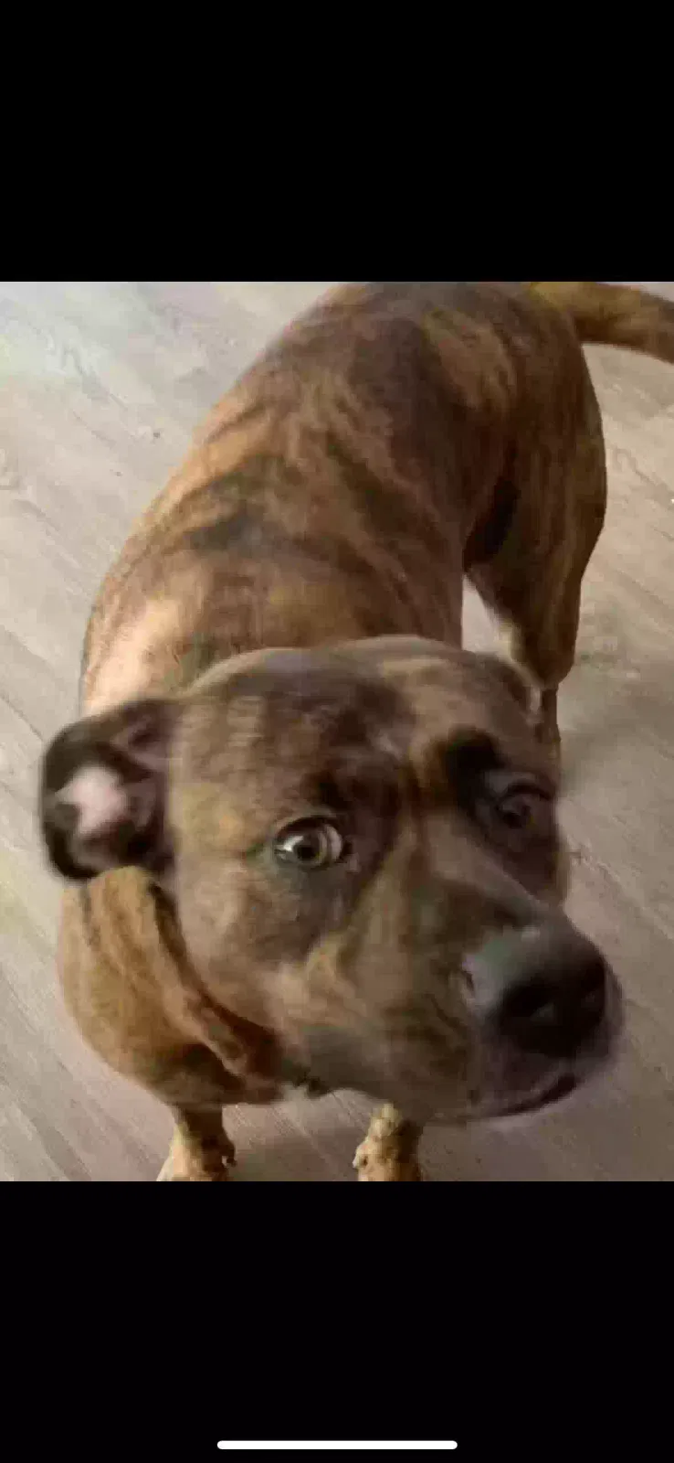 Lost dog in San Antonio, TX, 78227