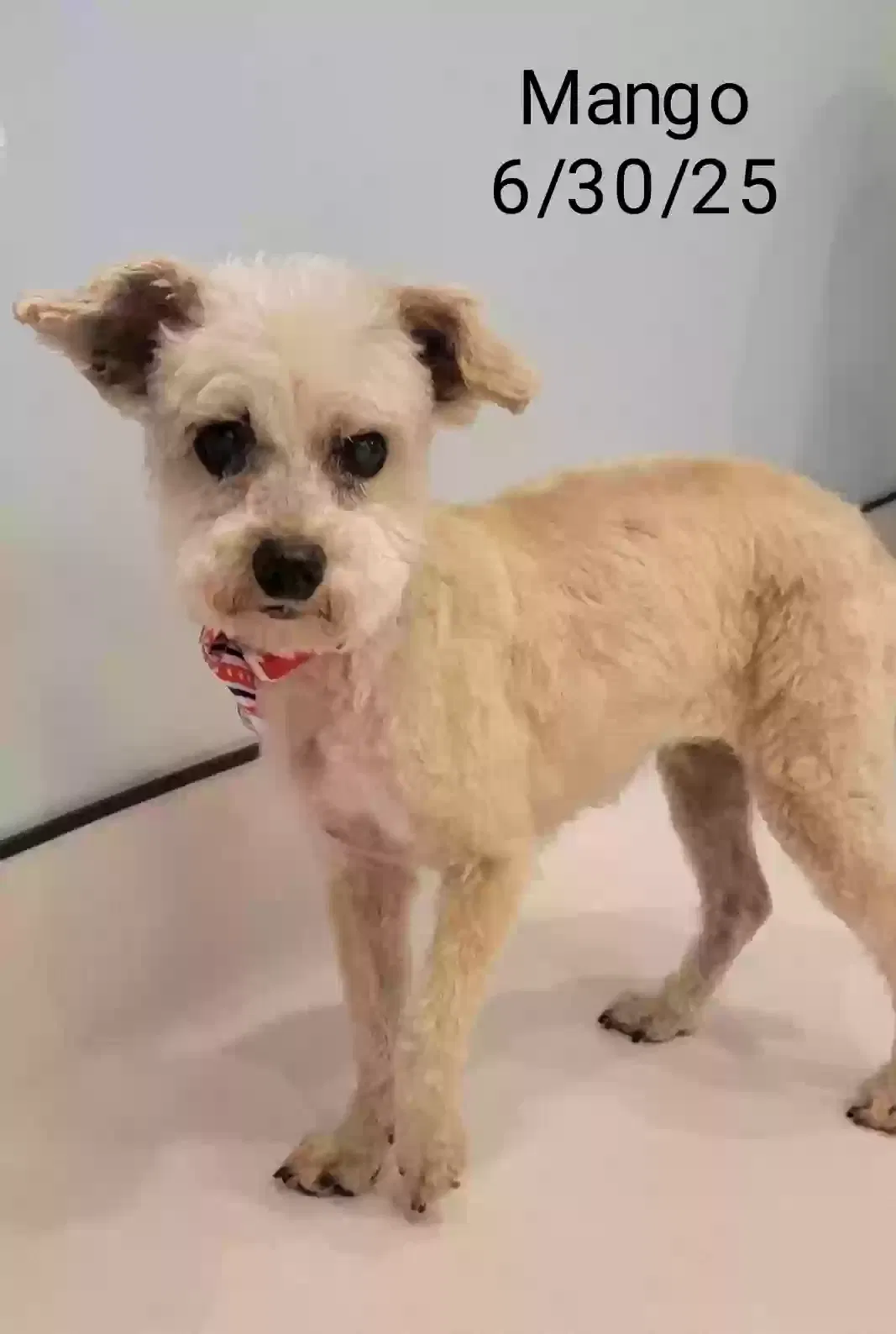 Lost dog in Louisa, VA, 23093