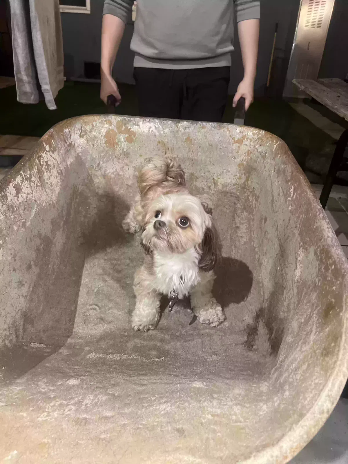 Lost dog in Los Angeles, CA, 90003
