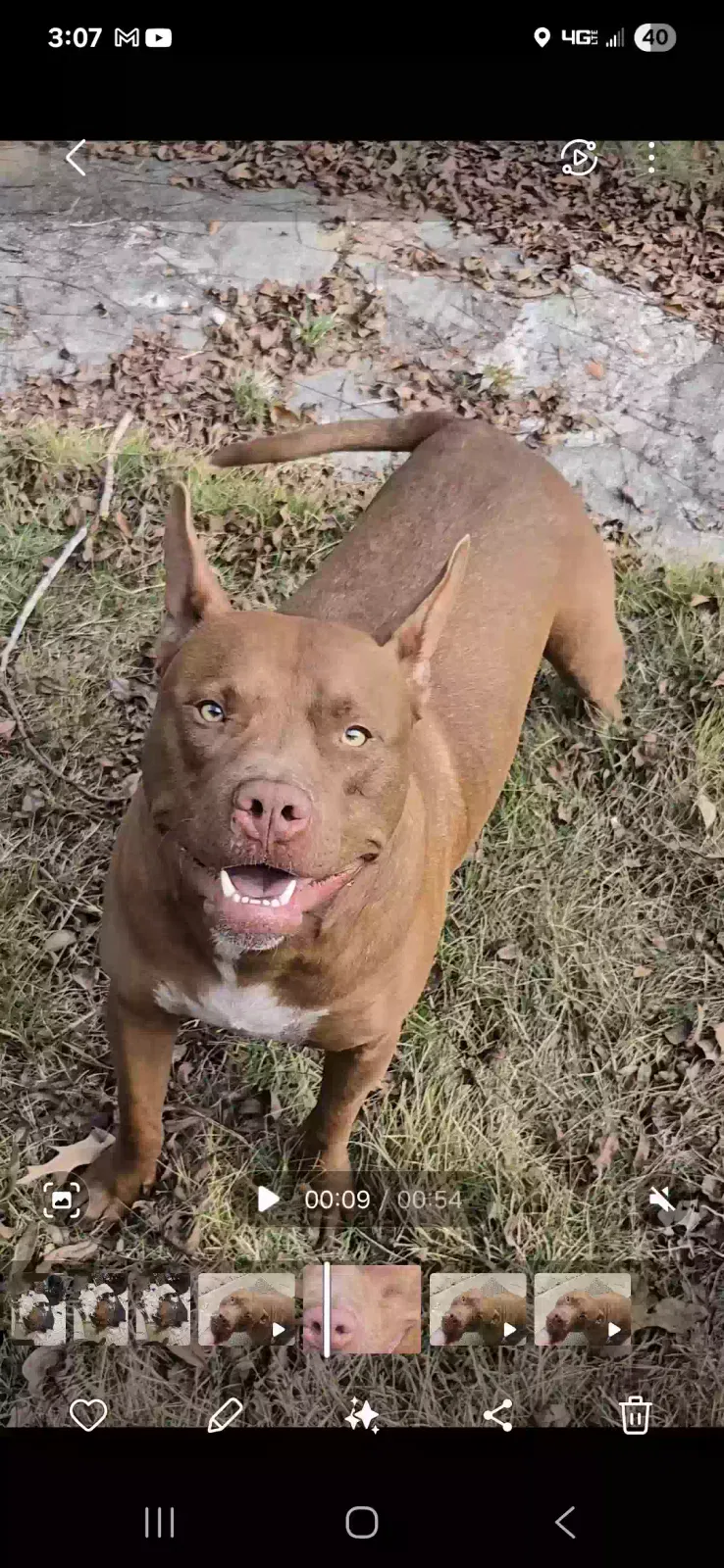 Lost dog in Deatsville, AL, 36022
