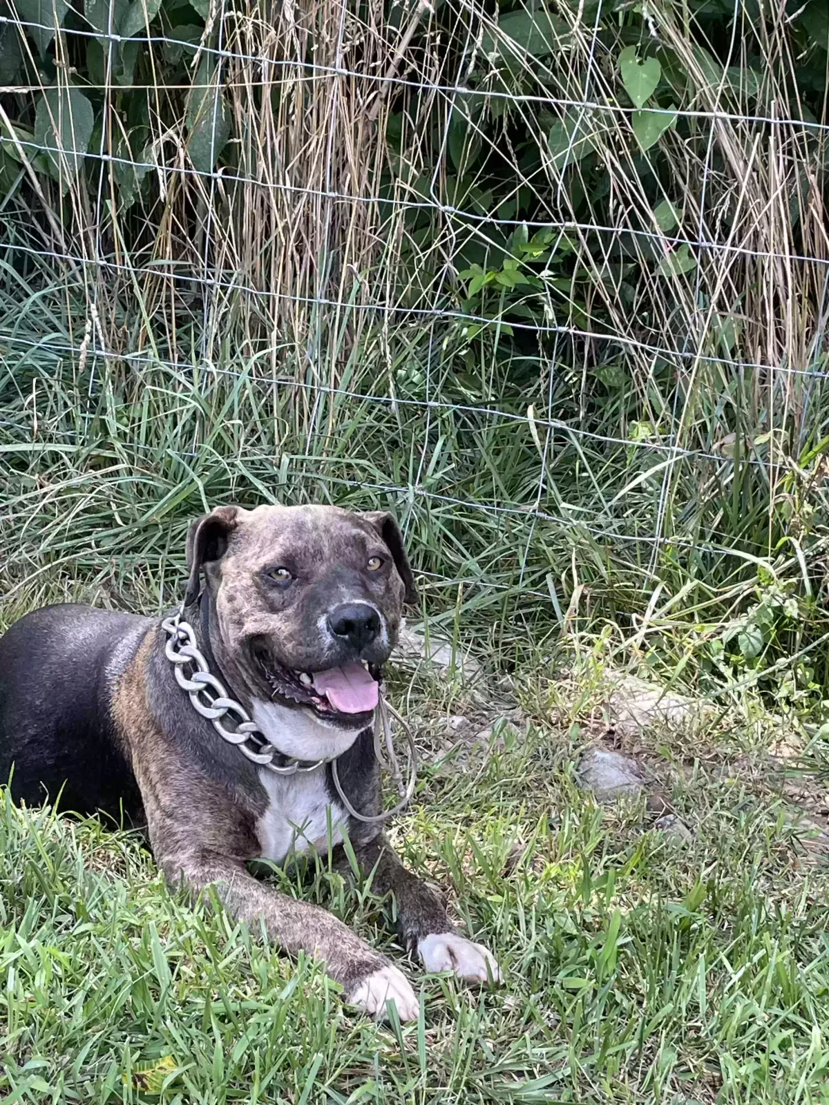 Found dog in Monticello, KY, 42633