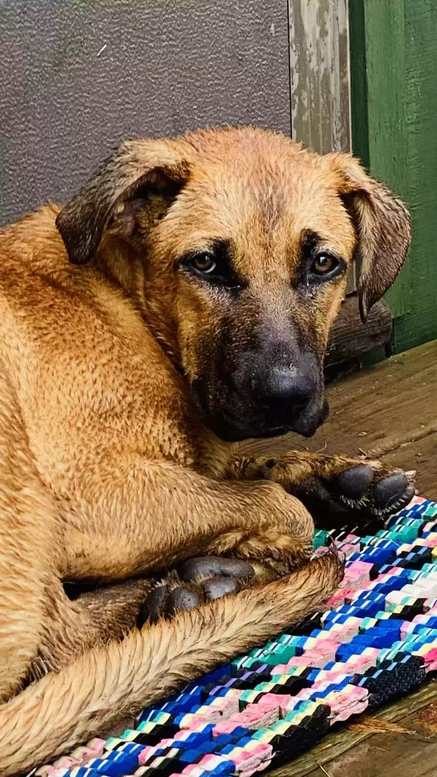 Lost dog in Rush City, MN, 55069
