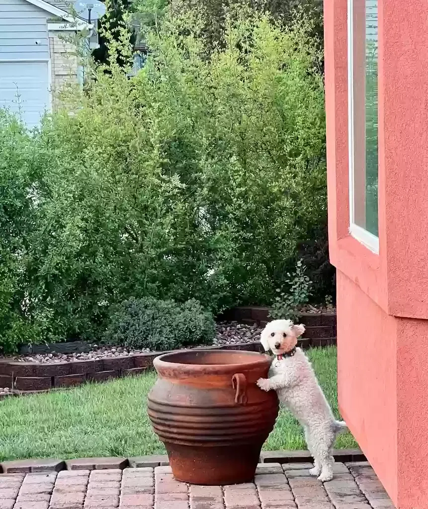 Lost dog in Colorado Springs, CO, 80922