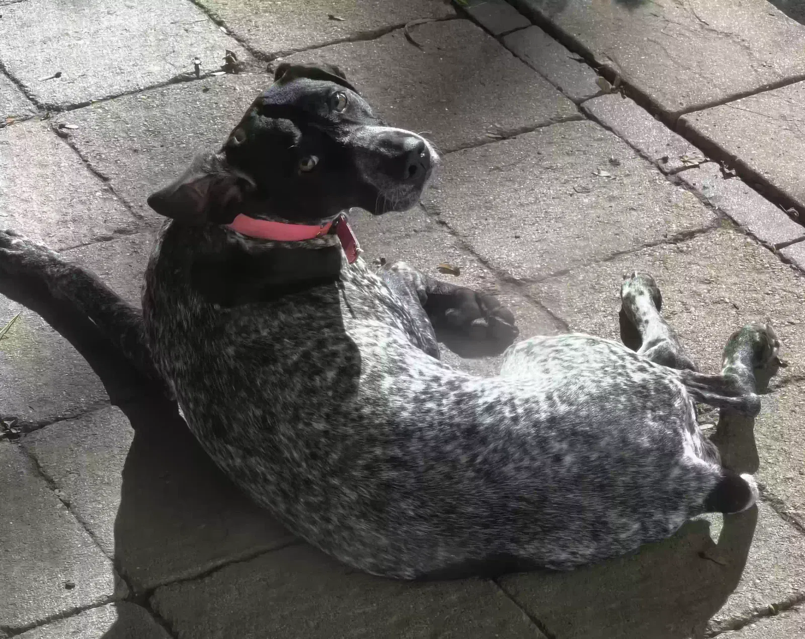 Lost dog in Middletown, OH, 45042
