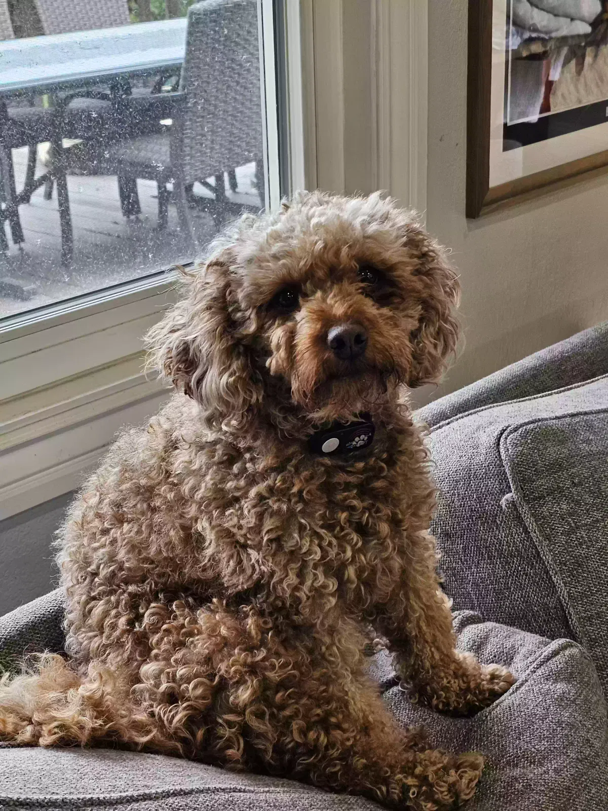 Lost dog in Fair Oaks, CA, 95628
