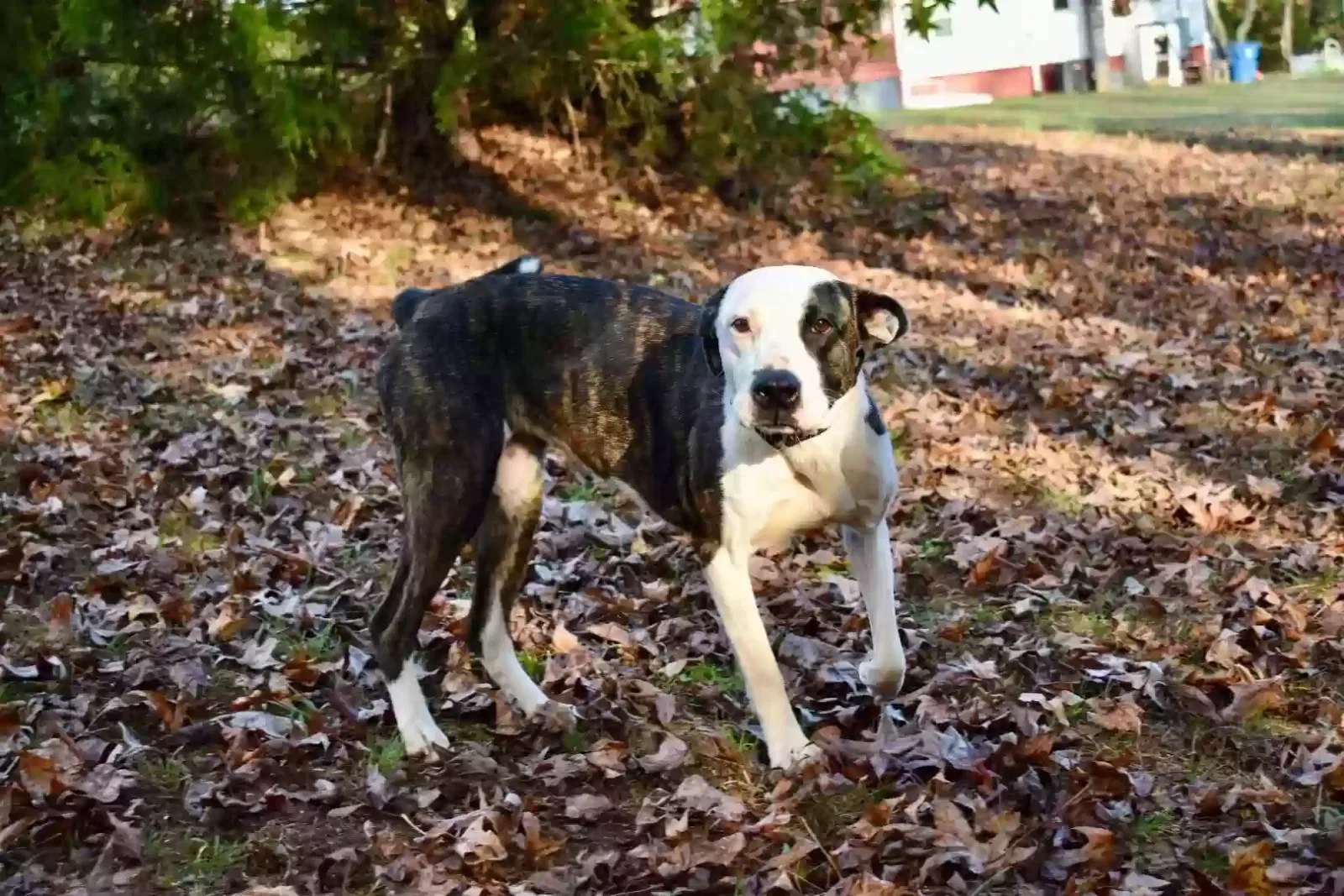 Lost dog in Maiden, NC, 28650