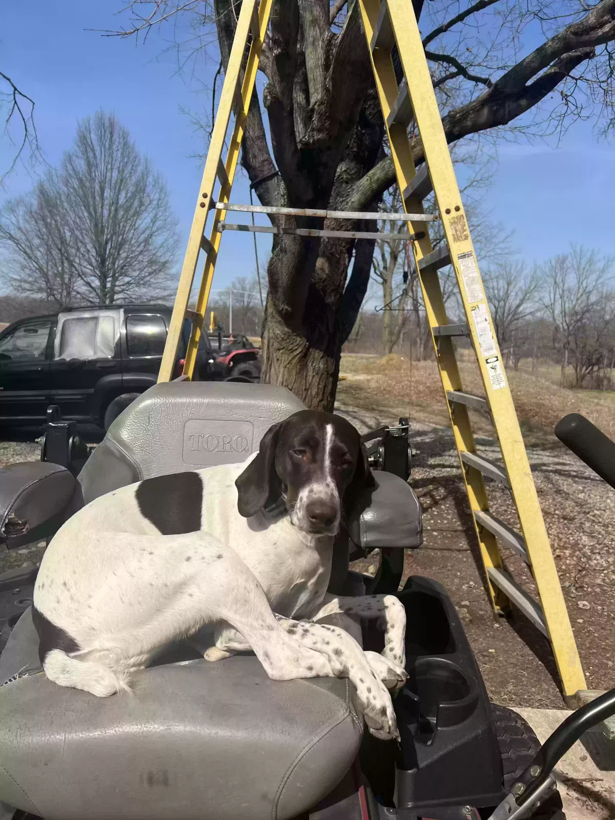 Lost dog in Middletown, OH, 45042
