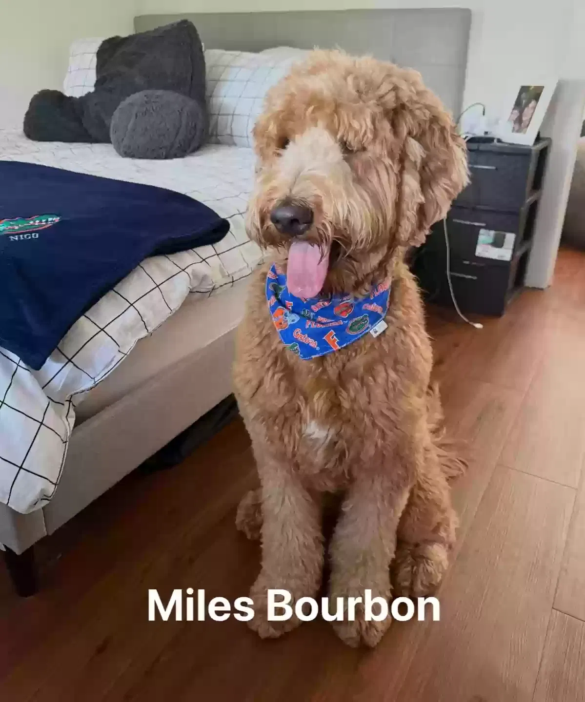 Lost dog in Brandon, FL, 33511