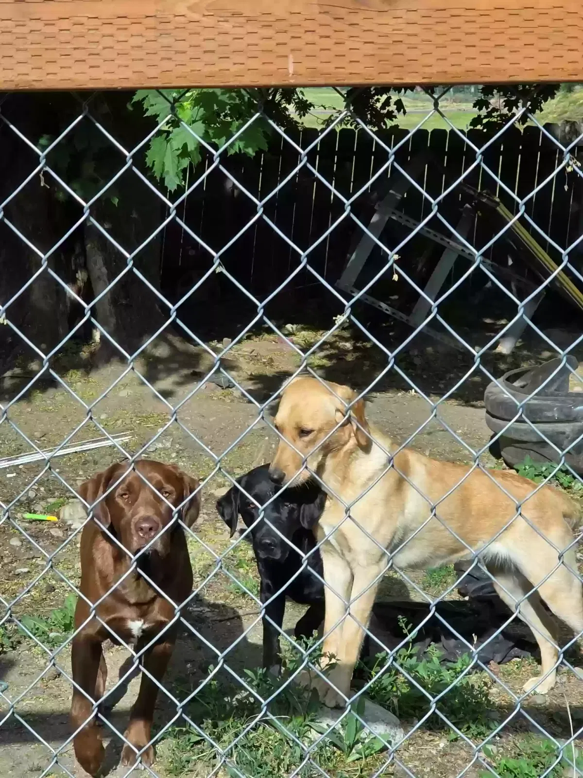 Lost dog in Tumtum, WA, 99034