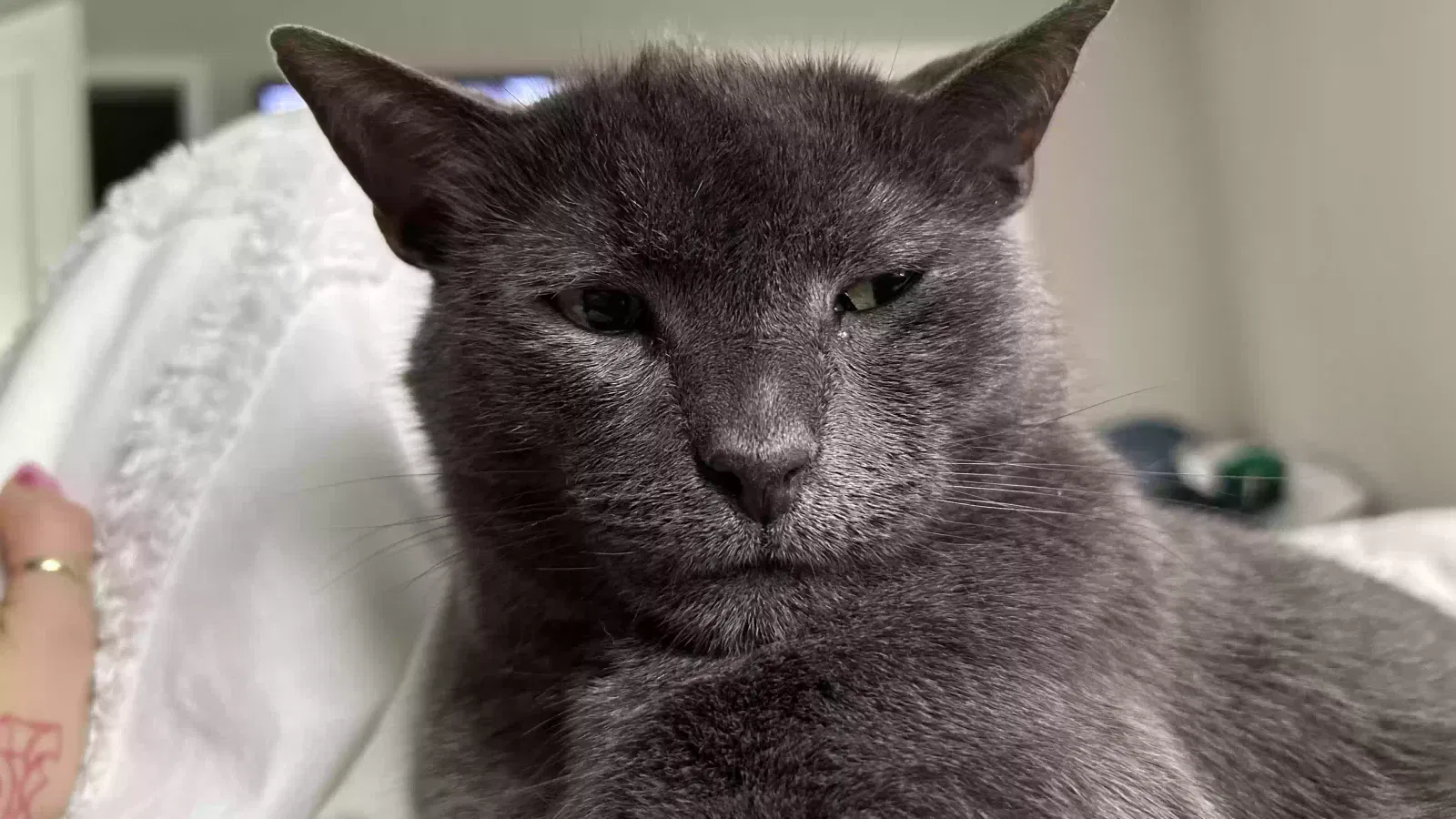 Lost cat in Merchantville, NJ, 8109