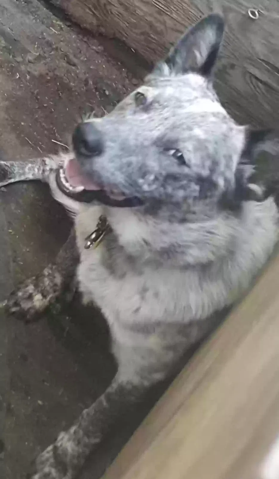 Lost dog in Columbia, SC, 29203