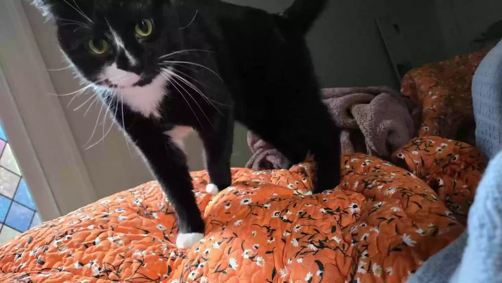 Lost cat in Uniontown, PA, 15401