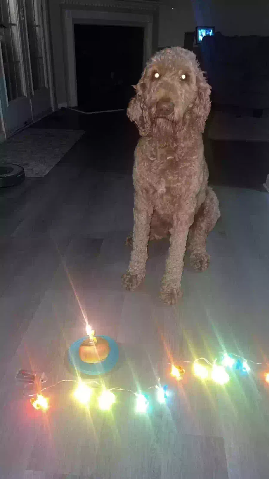 Lost dog in Henrico, VA, 23231
