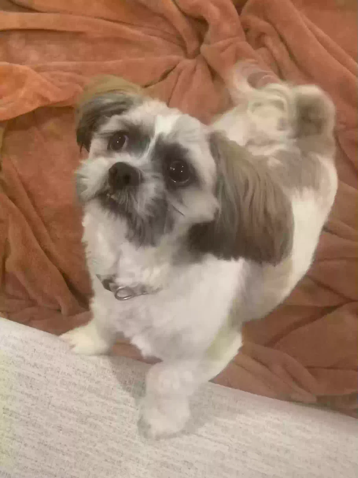 Lost dog in Pearland, TX, 77581