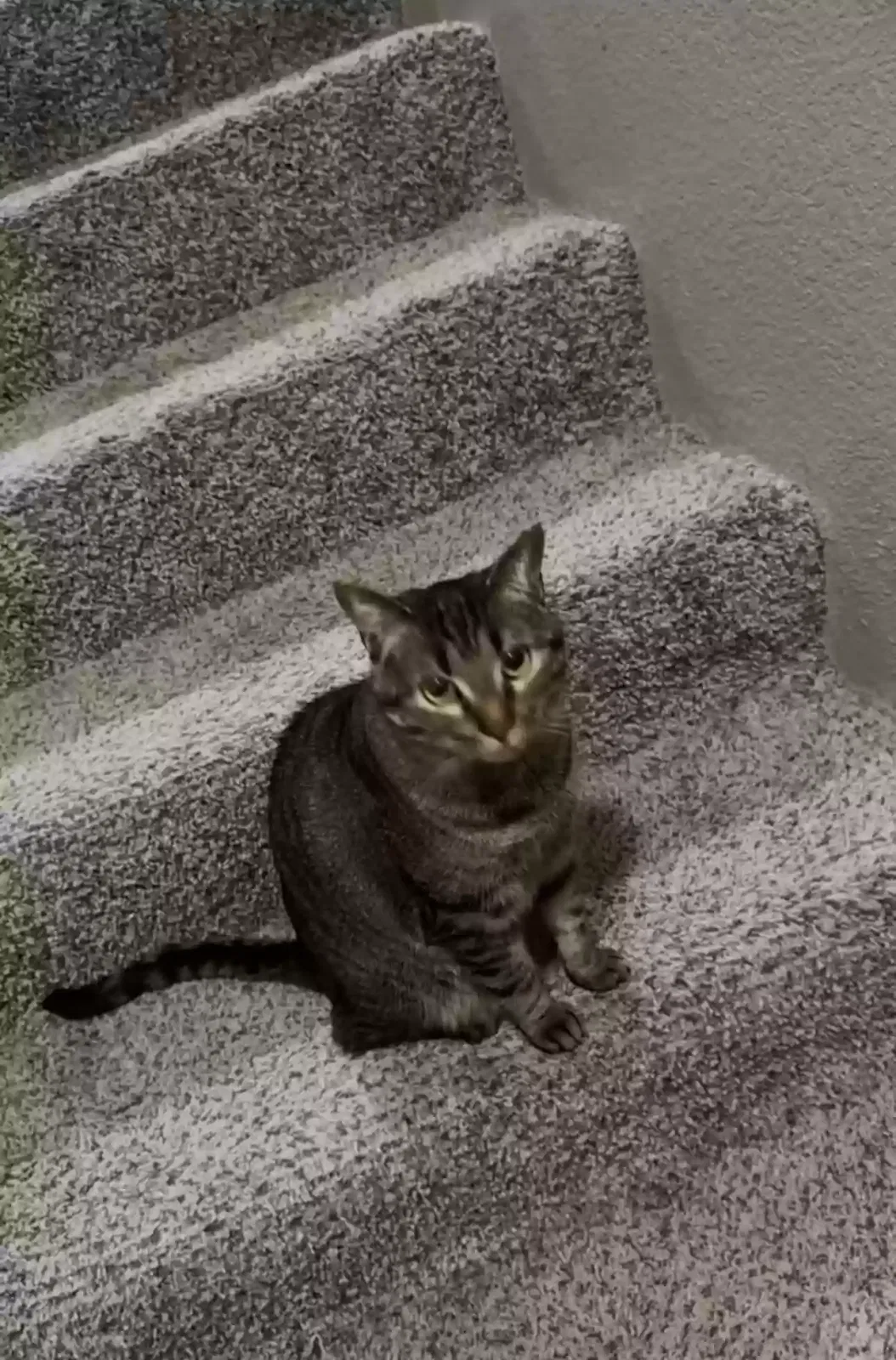 Lost cat in Woodway, TX, 76712