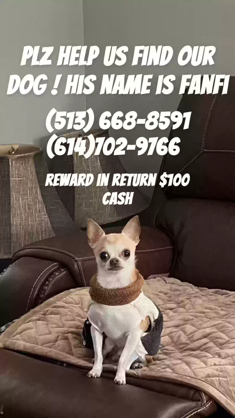 Lost dog in Middletown, OH, 45044