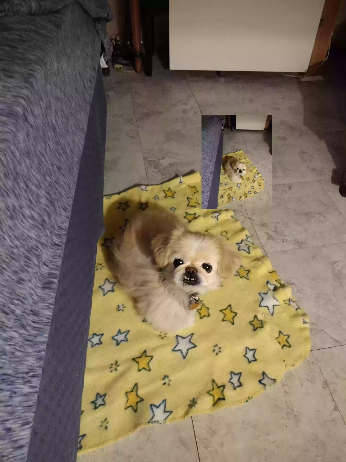 Lost dog in Pahrump, NV, 89048