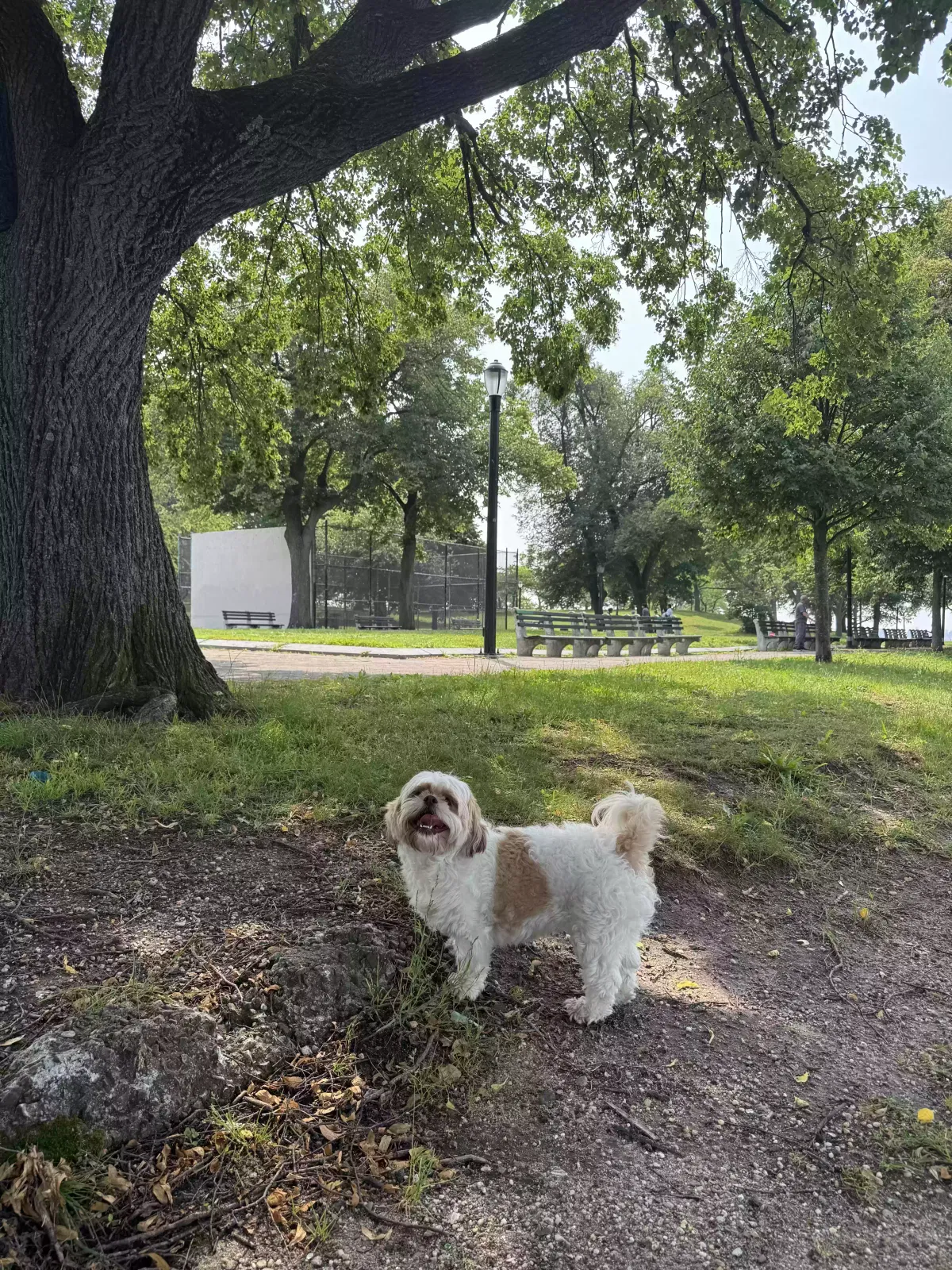Lost dog in Flushing, NY, 11367