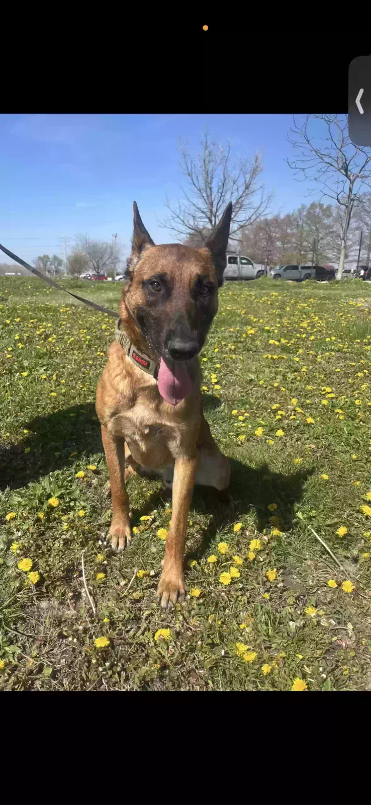 Lost dog in Chesterfield, MO, 63017