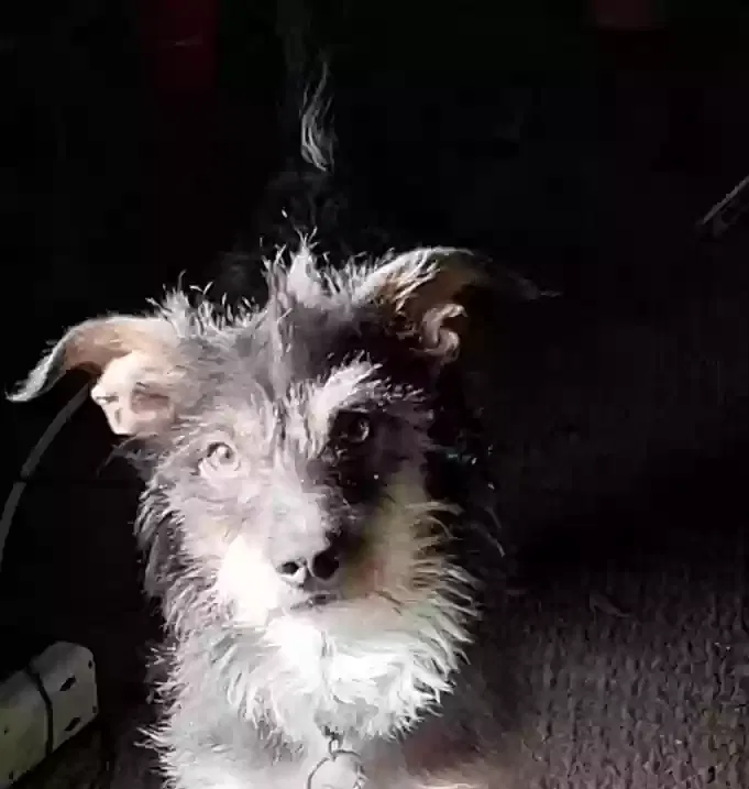 Lost dog in Yucca Valley, CA, 92284